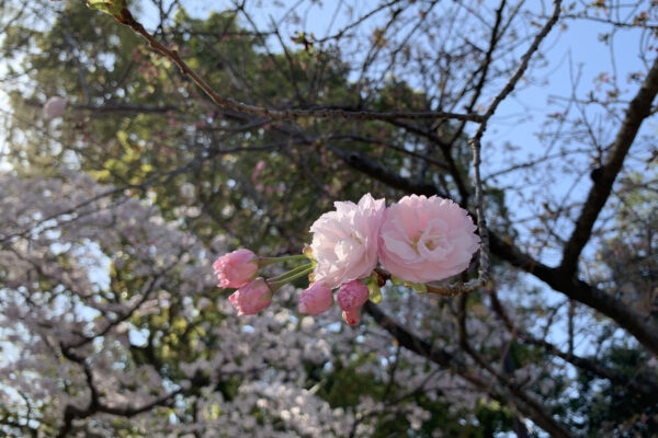 お花見気功太極拳 in 小戸公園(姪浜) 2023